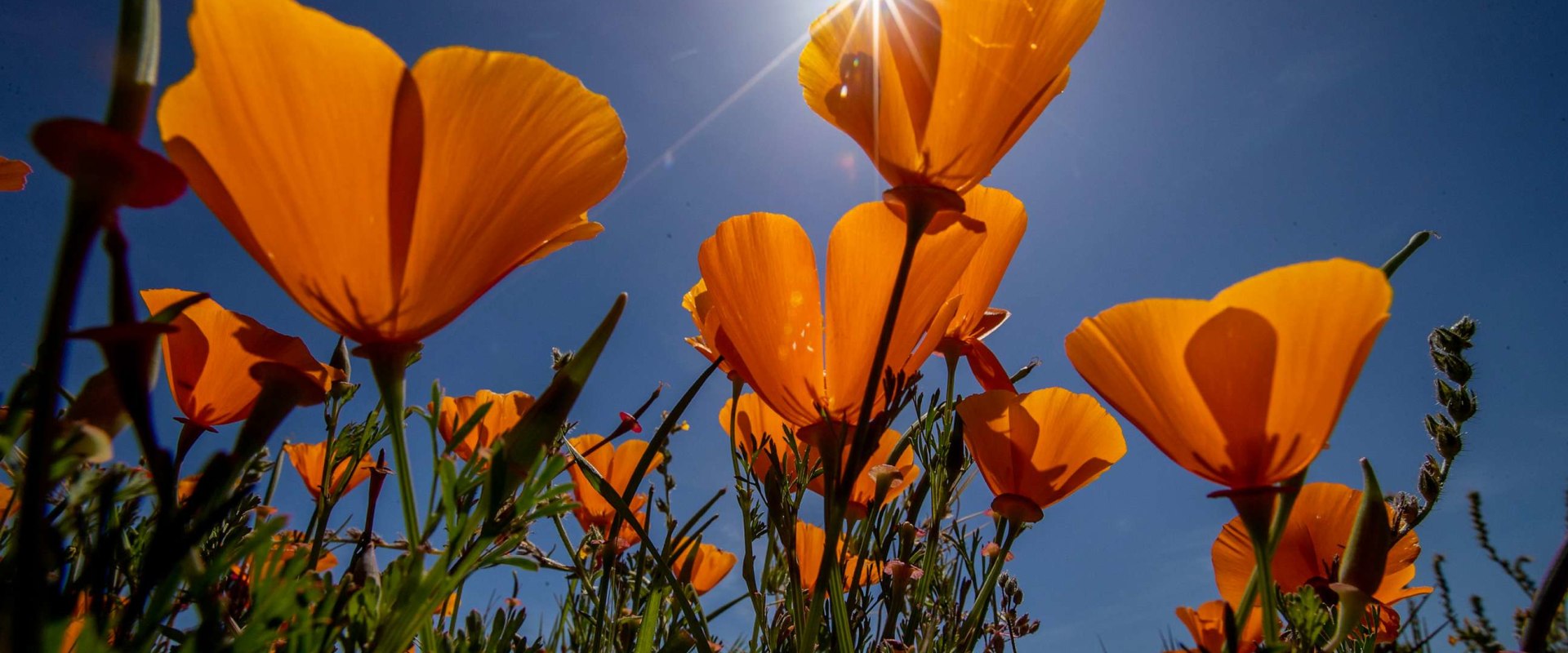 The Vibrant Events of Southern California