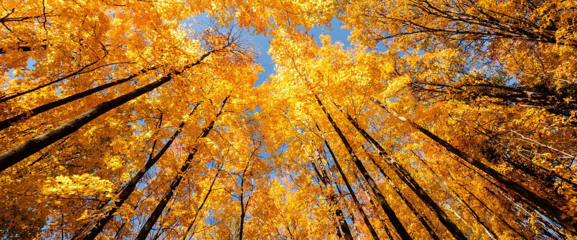 Experience the Best of Fall in Southern California: Top Events You Don't Want to Miss