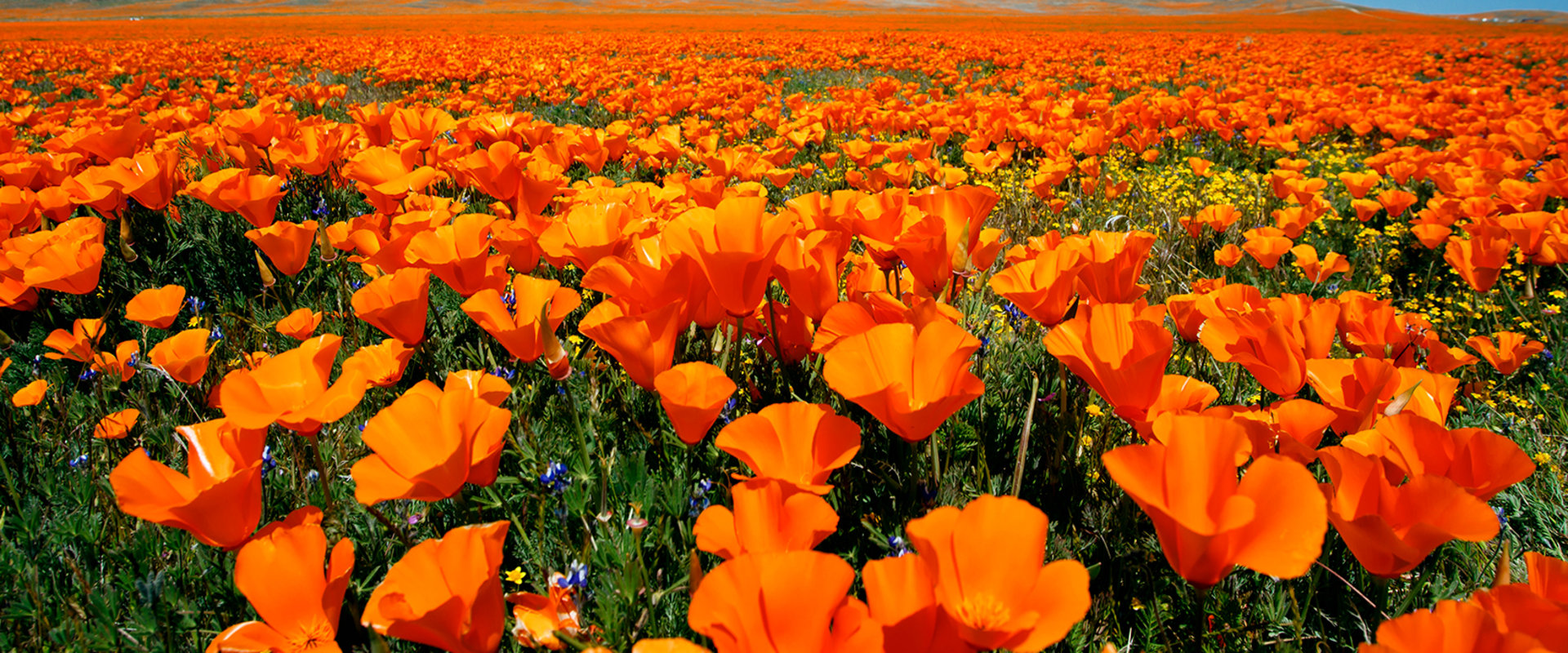 The Biggest Annual Events in Southern California