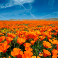 The Biggest Annual Events in Southern California