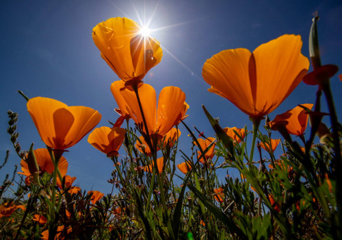 The Vibrant Events of Southern California